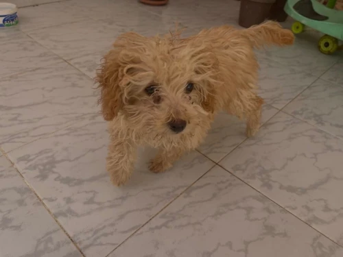 Caniche nain 