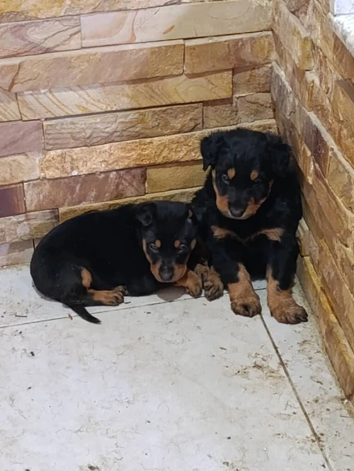 Dobermann