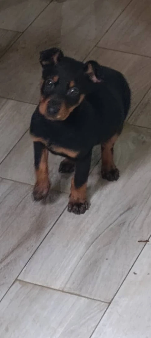 Dobermann
