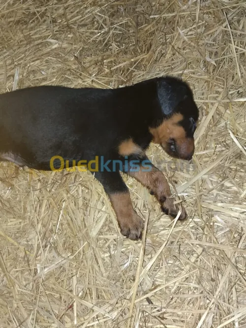 Dobermann 