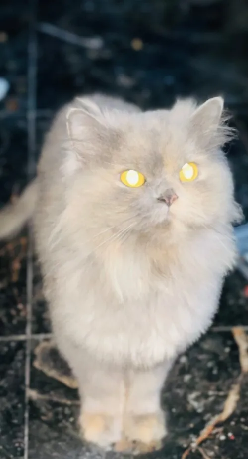 Chat Persan