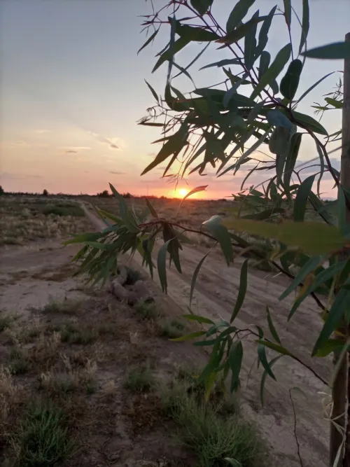 Vente Terrain Agricole Djelfa Hassi bahbah