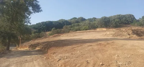 Vente Terrain Tipaza Kolea