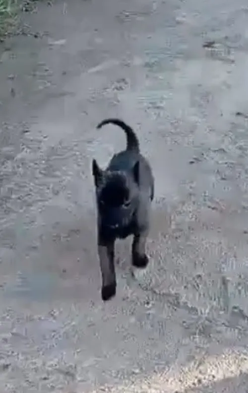 Malinois charbonné