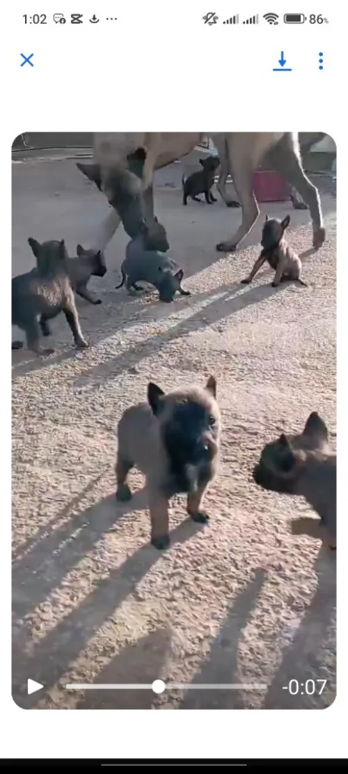 Malinois charbonné