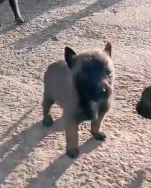 Malinois charbonné
