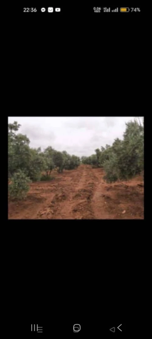 Vente Terrain Agricole Saïda Saida
