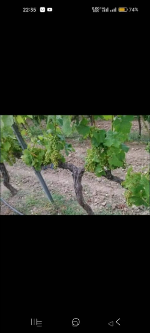 Vente Terrain Agricole Saïda Saida