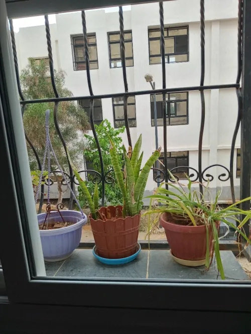Vente Appartement F3 Alger Birkhadem