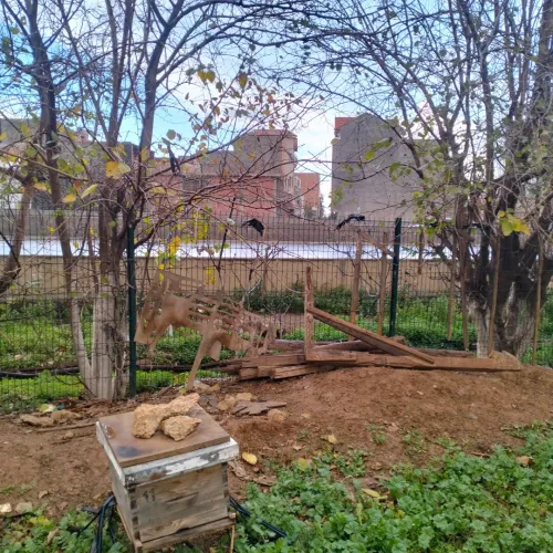 Vente Terrain Blida Chiffa