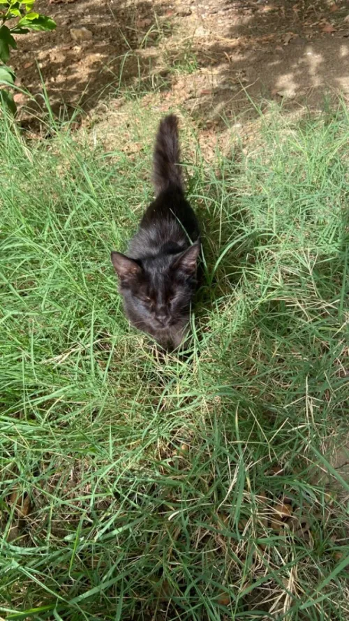 Chatton pour adoption