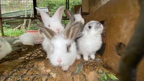 Lapins et laperaux n tmurth
