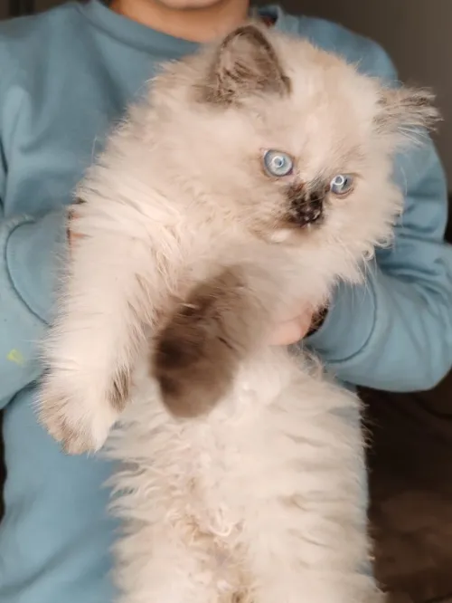 des petit chat person
