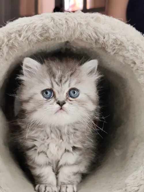Petit chat person silver et himalya
