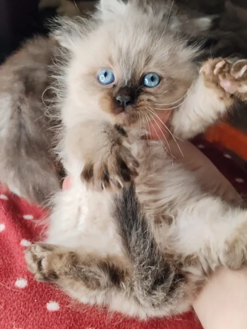 Petit chat person silver et himalya