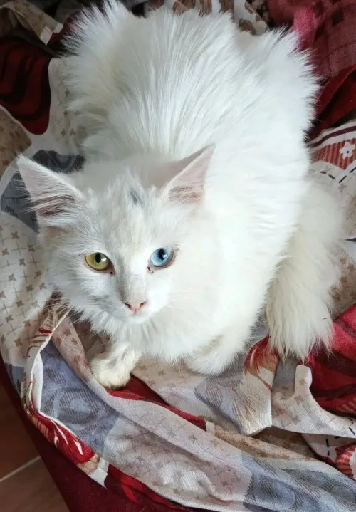 Chat Angora pur race 7000da