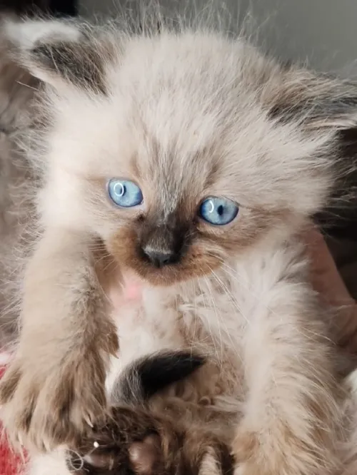 Petit chat person silver et himalya