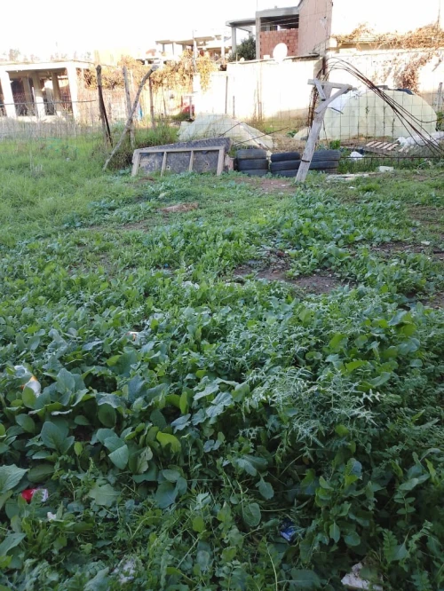 Vente Terrain Blida Meftah