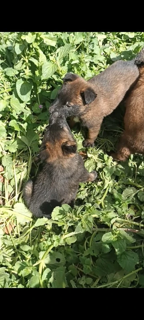 Chiot malinois