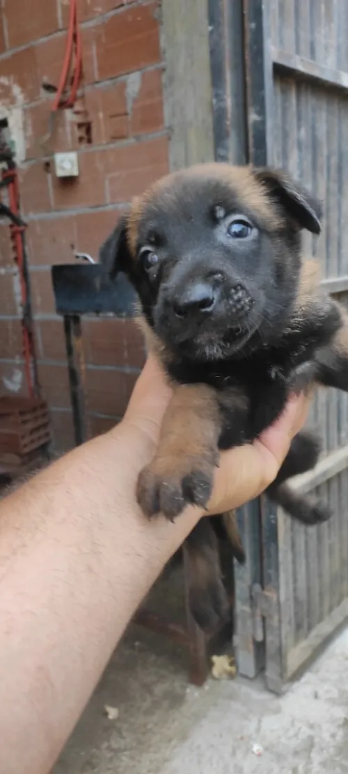 Chien maninoi