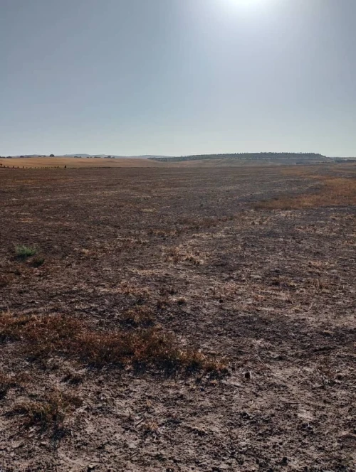 Vente Terrain Agricole Sidi Bel Abbès Sehala thaoura