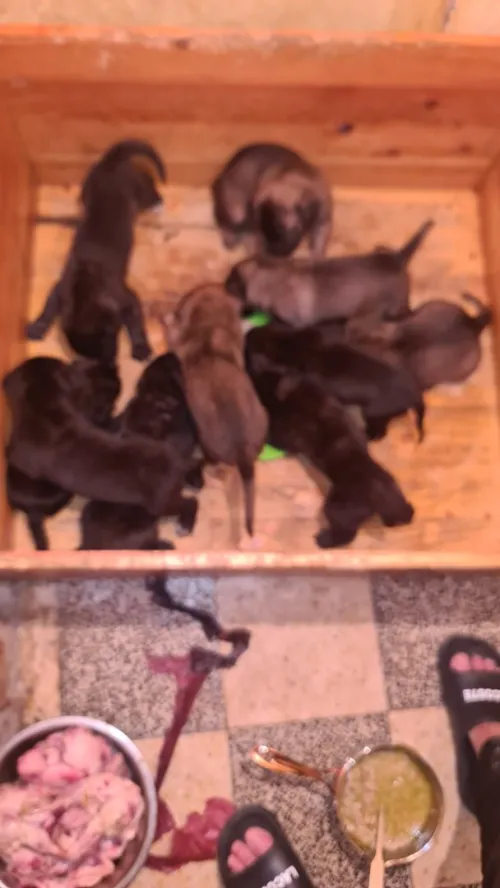 Cane Corso