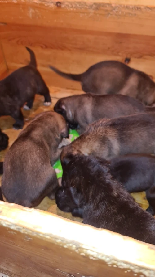 Cane Corso