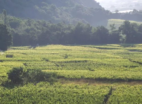 Vente Terrain Boumerdès Ouled aissa