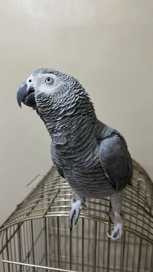 Perroque