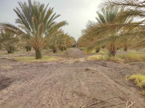 Vente Terrain Agricole Biskra El hadjeb