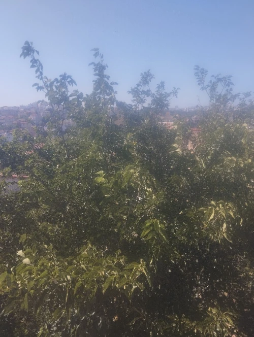 Vente Terrain Agricole Tipaza Sidi rached