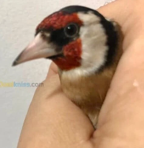 Chardonneret cravaté rouge مقنين كرافاتي