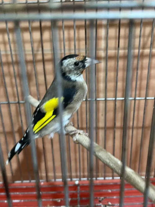 Chardonneret مقنين تاع العام