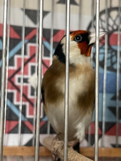 Chardonneret مقنين تاع العام