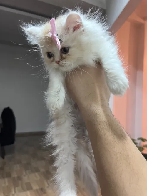CHAT PERSAN PURE SANG 2 MOIS FEMELLE