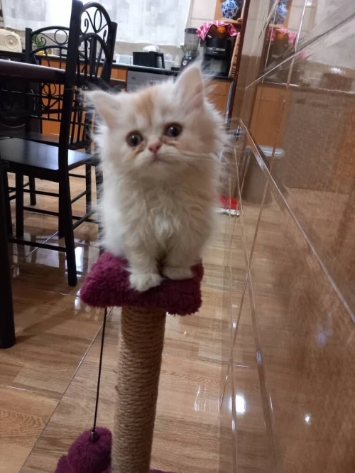 CHAT PERSAN PURE SANG 2 MOIS FEMELLE