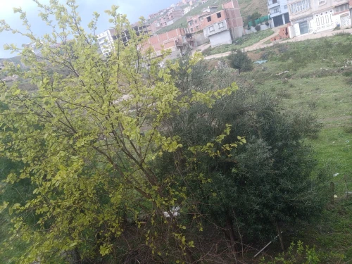 Vente Villa Constantine Constantine
