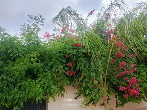 Vente Terrain Relizane Oued rhiou