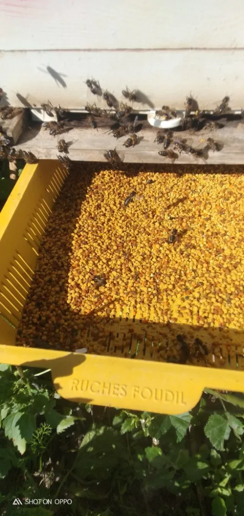 بيع جميع انواع العسل وحبوب اللقاح