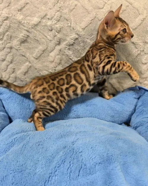 Bengal