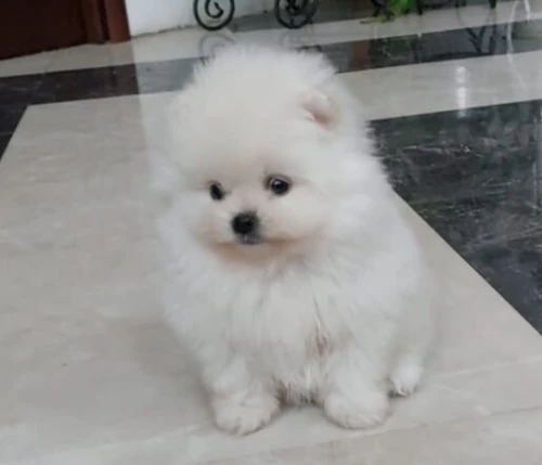 Spitz