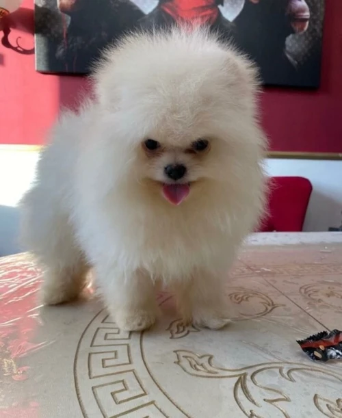 Spitz