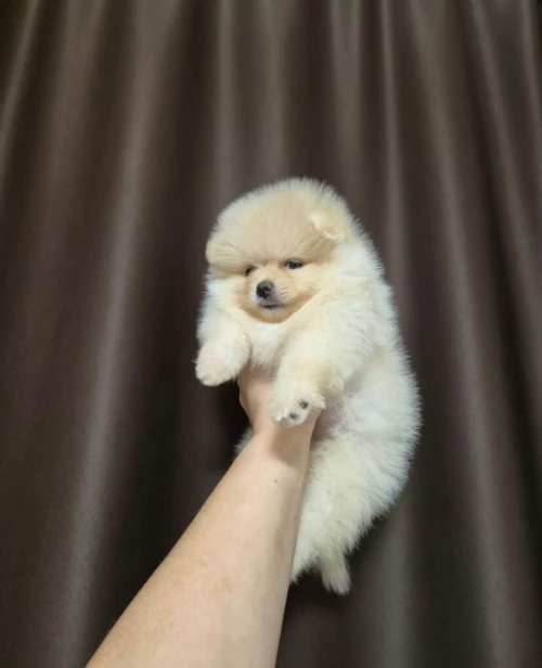 Spitz