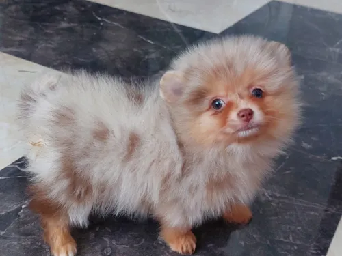 Spitz