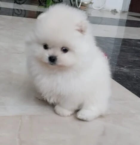 Spitz