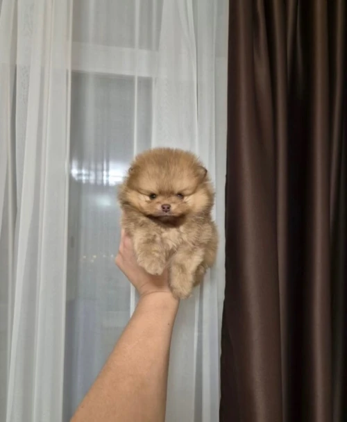 Spitz