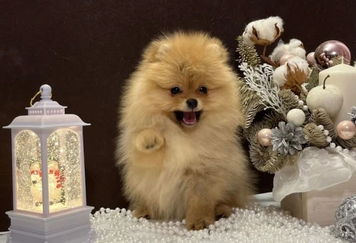 Spitz