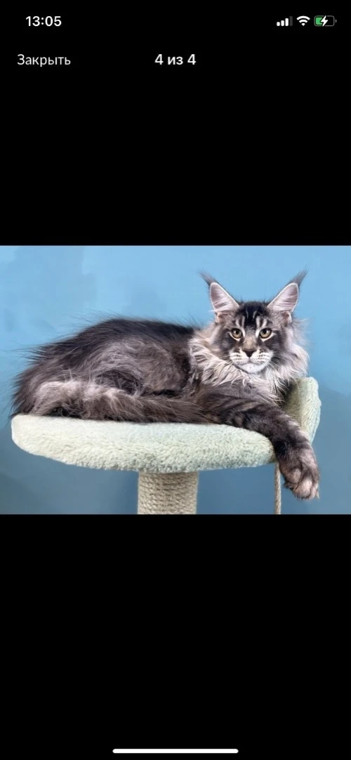 Maine coon