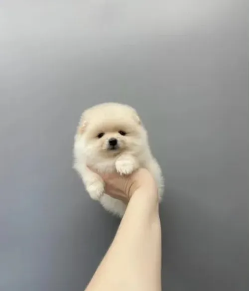 Spitz