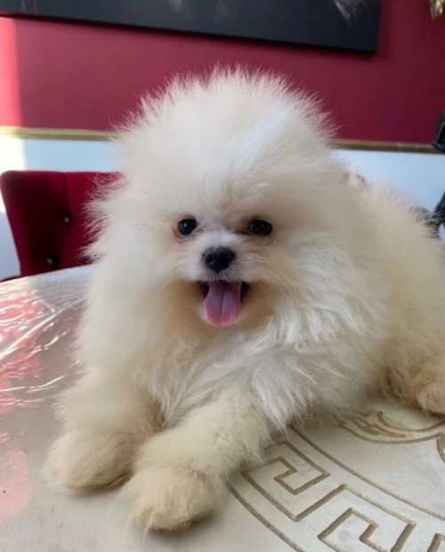 Spitz